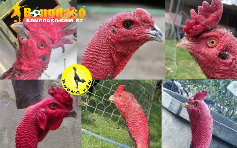 Kế hoạch 7 ngày luyện đá gà thomo từ cơ bản đến thực chiến