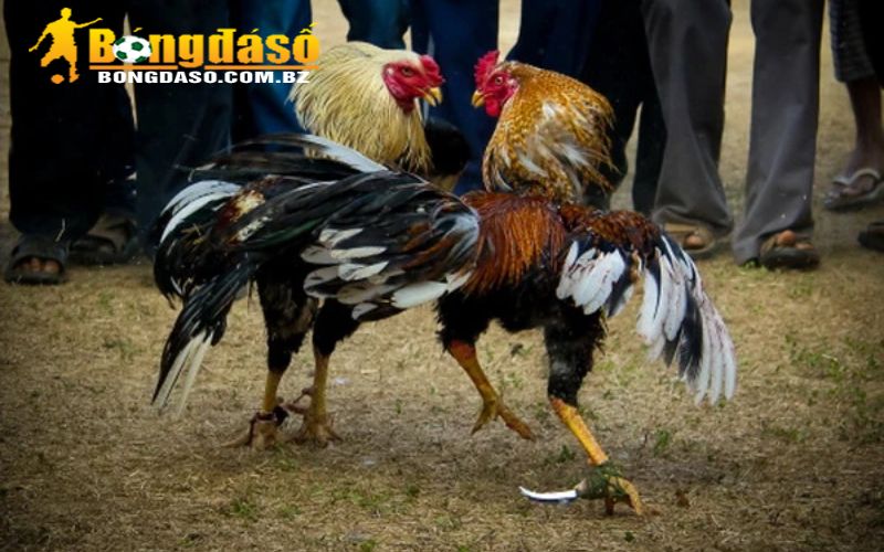 Những sai lầm người mới luyện đá gà thomo thường gặp
