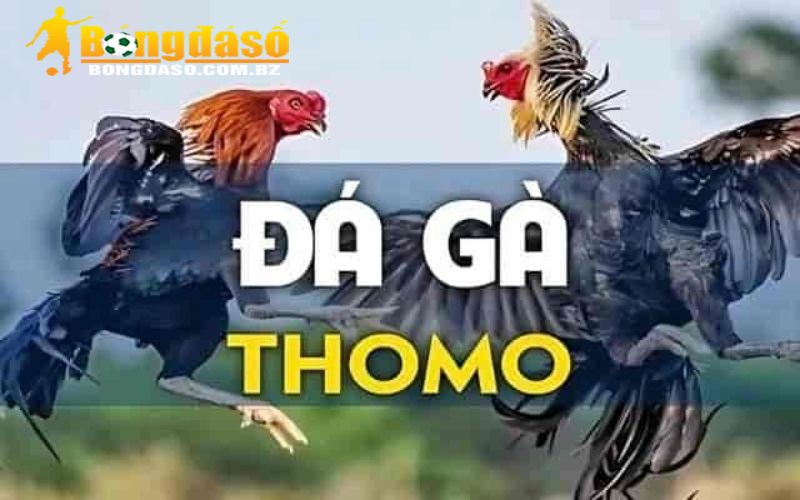 Vì sao người xem đá gà thomo thường khó bắt kèo chính xác?